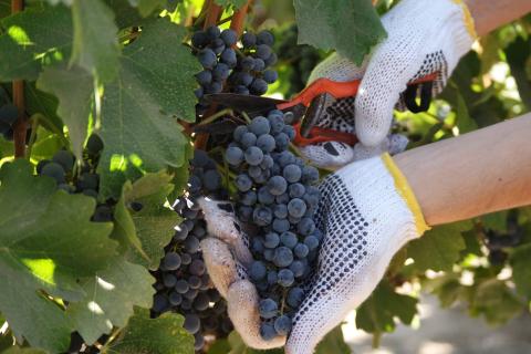 Wine tourism: making journeys through vineyards more sustainable