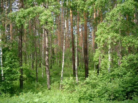 Marie-Ève od miłośnika natury do właściciela lasu certyfikowanego FSC