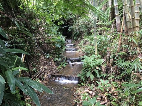 NEPCon – Preferred by Nature launches stakeholder consultation on the Standard for Field Verification of Forest Ecosystem Restoration