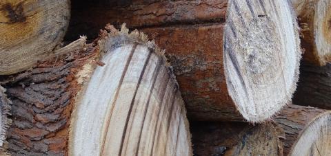 New PEFC Chain of Custody standard soon mandatory