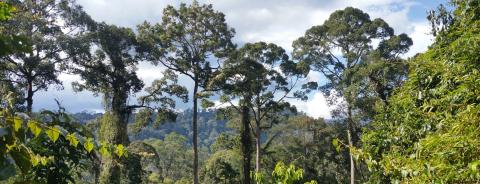 NEPCon und Rainforest Alliance unterzeichnen Vereinbarung über den Erwerb des Zertifizierungsprogramms 