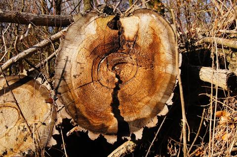 Ban on illegal timber in EU - pros and cons