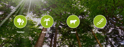 Nowe oceny ryzyka dla drewna pomogą firmom w pozyskiwaniu legalnego drewna