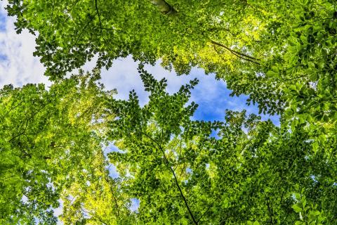 Big brands disclose their forest footprint