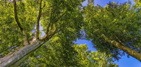 Update zum Zusammenschluss von NEPCon und RA-Cert