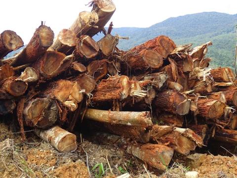 Illegal overseas, now illegal here: levelling the field for the timber industry