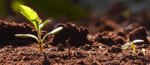 NEPCon bietet fachkundige Beratung für Start-ups mit positiven Auswirkungen auf die Natur an