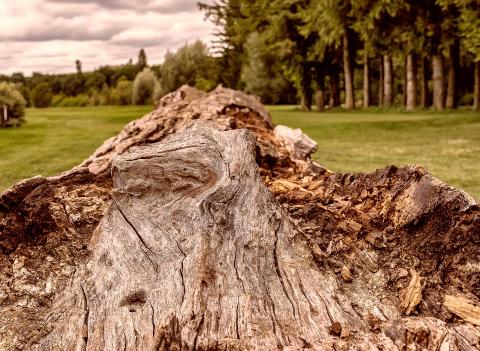 First discussions on global framework for timber legality verification