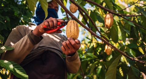 Cocoa farmer