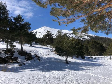 Learning by doing: Ecosystem restoration training in the forests of Cercedilla