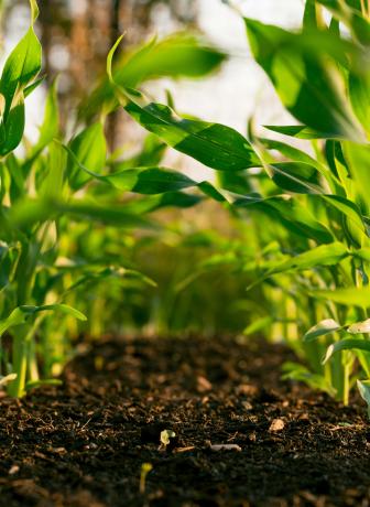 plants