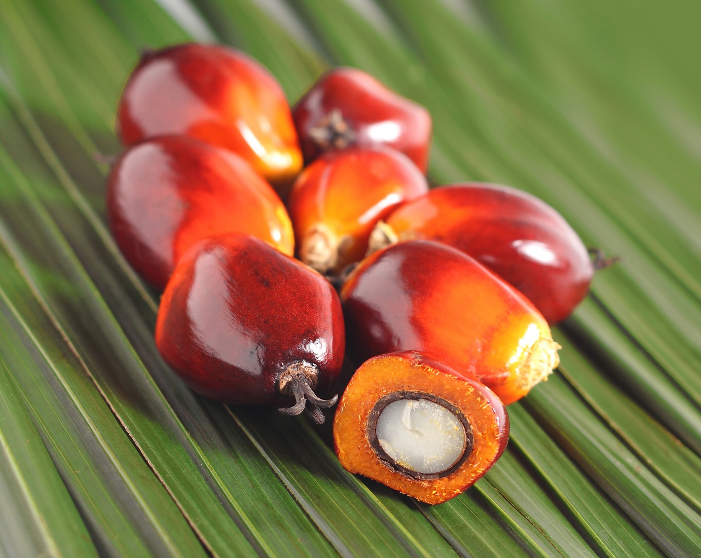 Oil palm