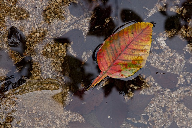 Leaf floating in stream