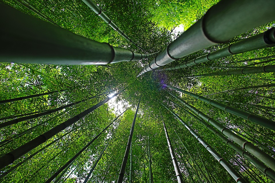 Bamboo