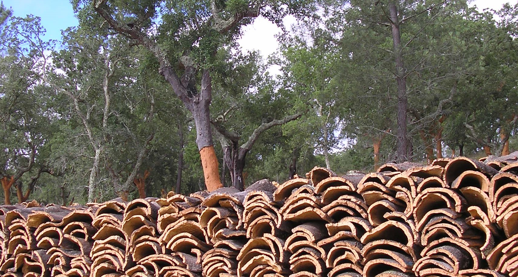 Cork oak