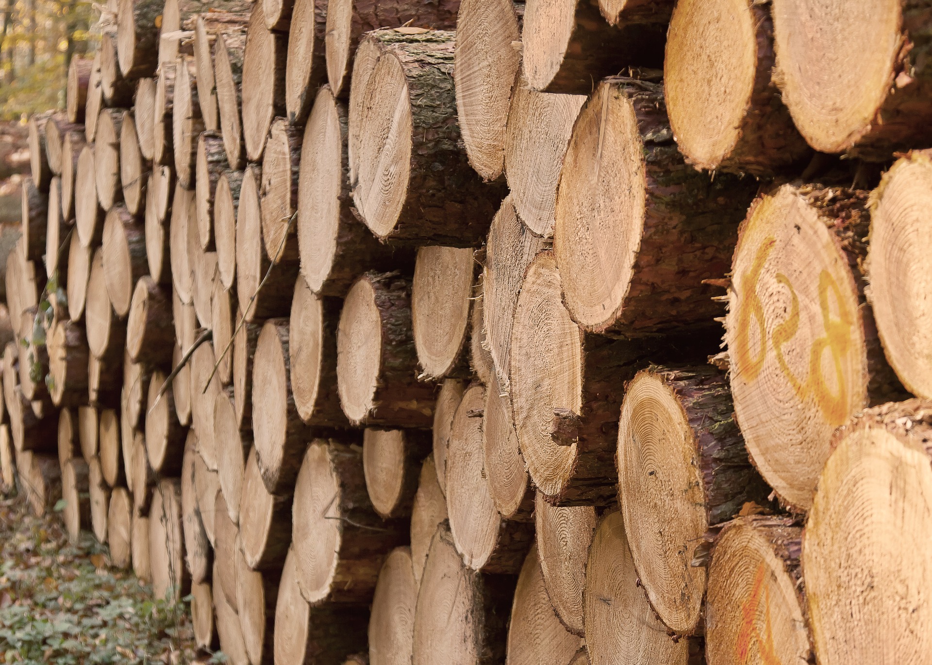 Wood trunk