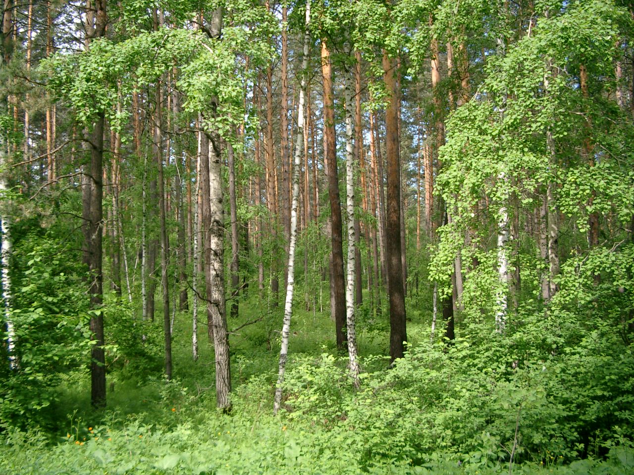 Forest