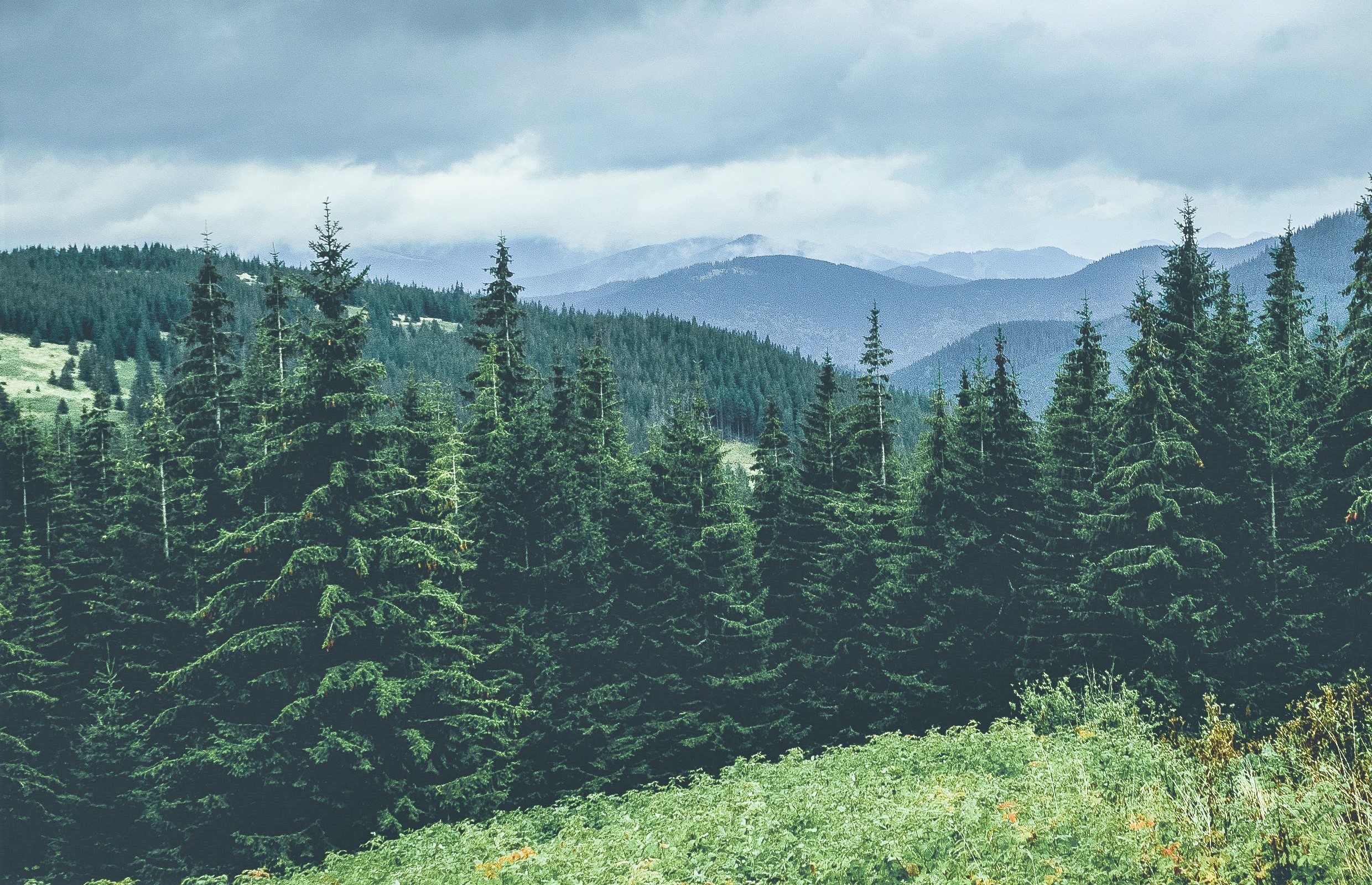 Ukraine forest