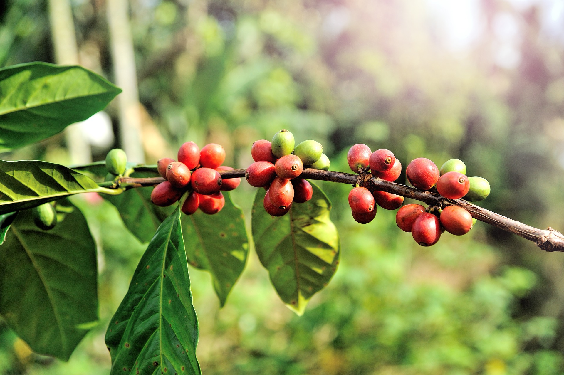 coffee beans