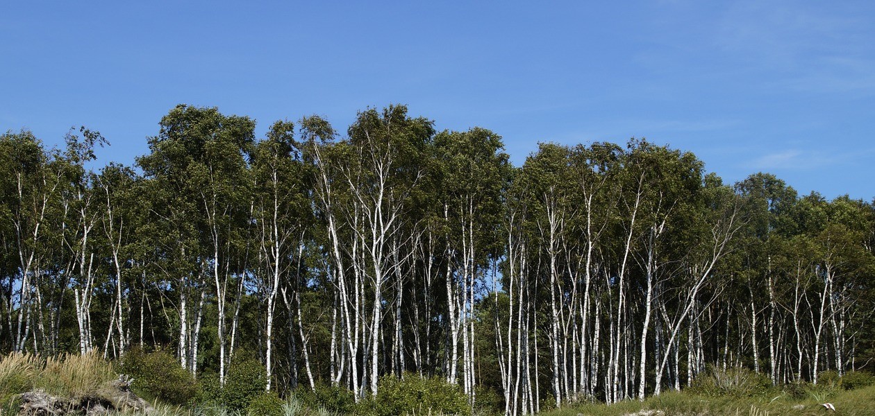 Baltic forest