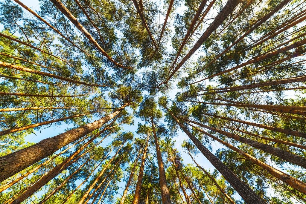 Pine forest
