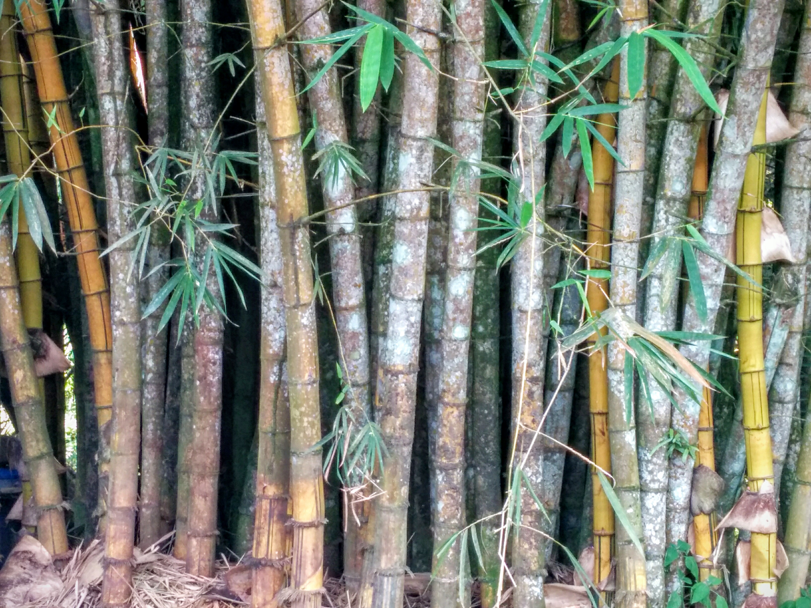 bamboo main image