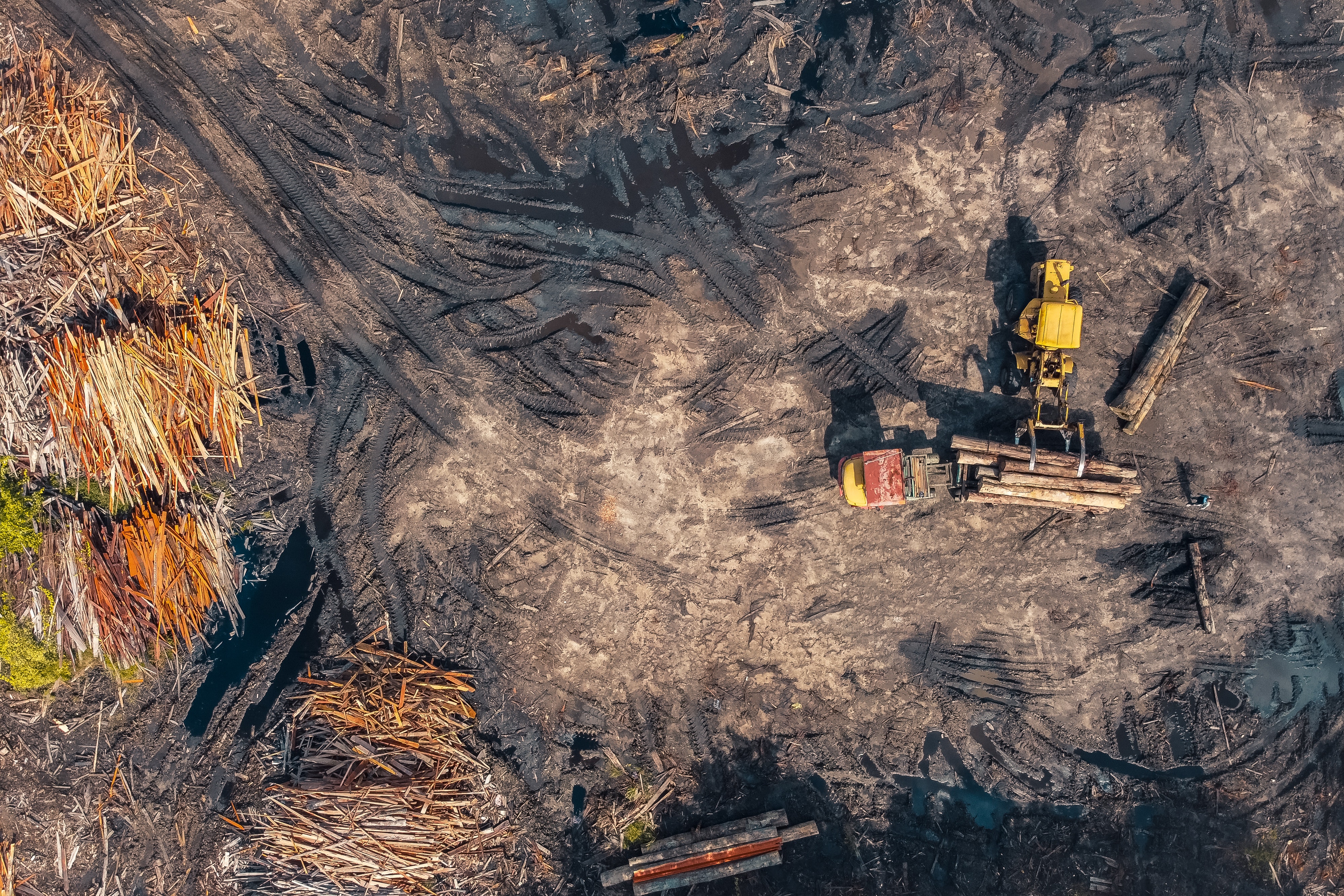Ukraine’s timber industry is marred by illegal logging, bark beetles and corruption.