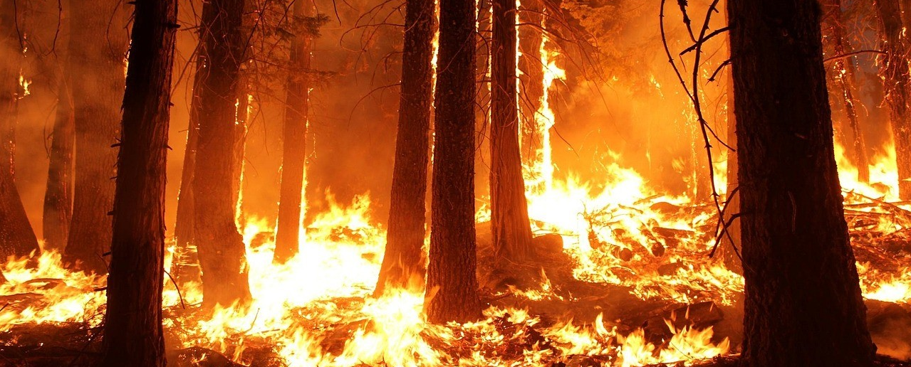 Global response to Amazon forest fire