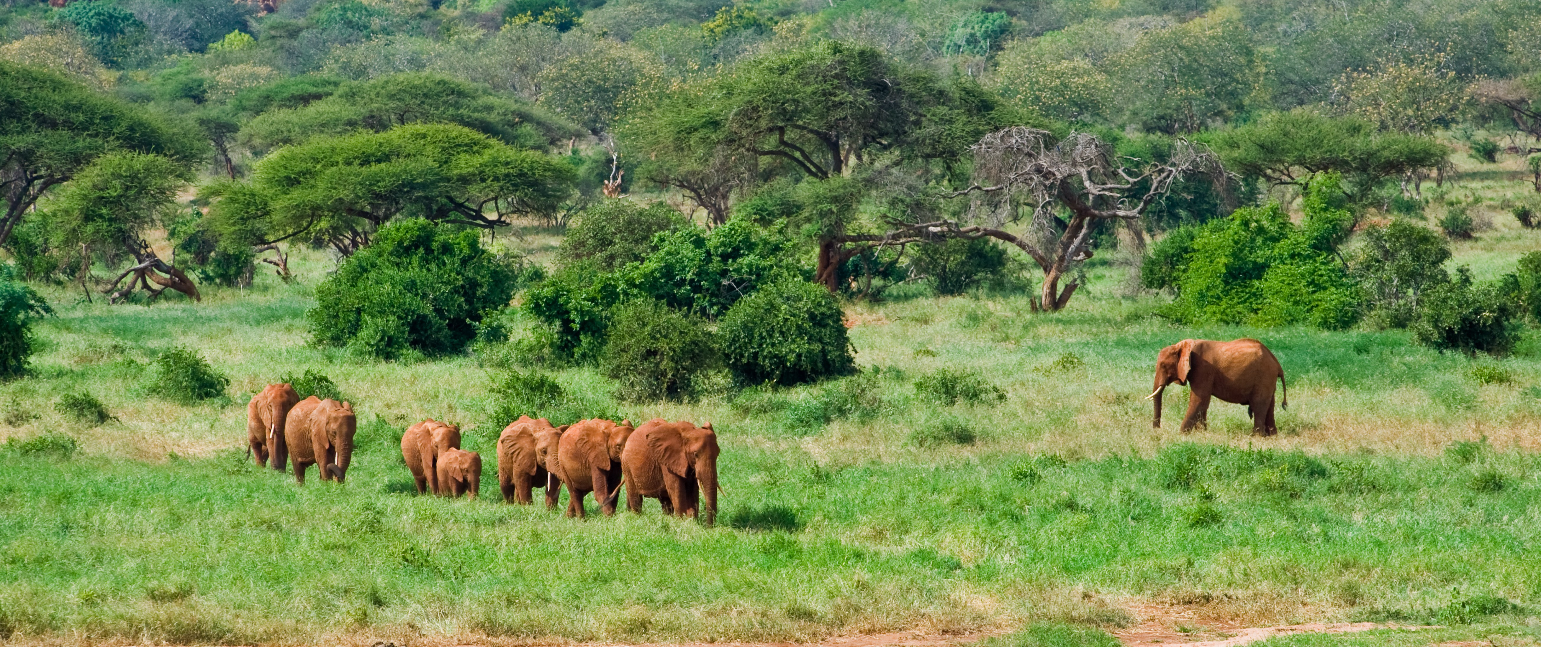 Safari