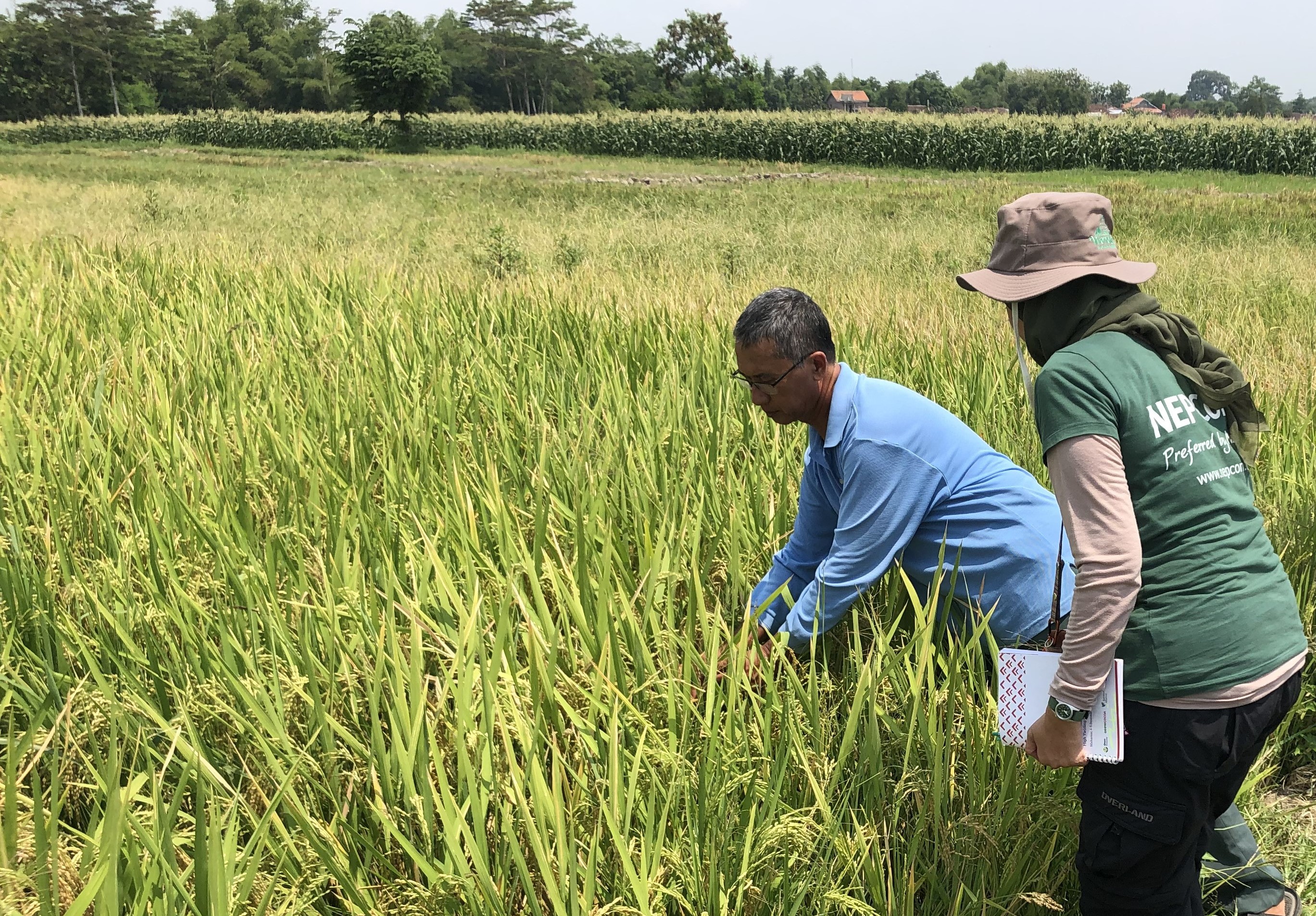 Rice field