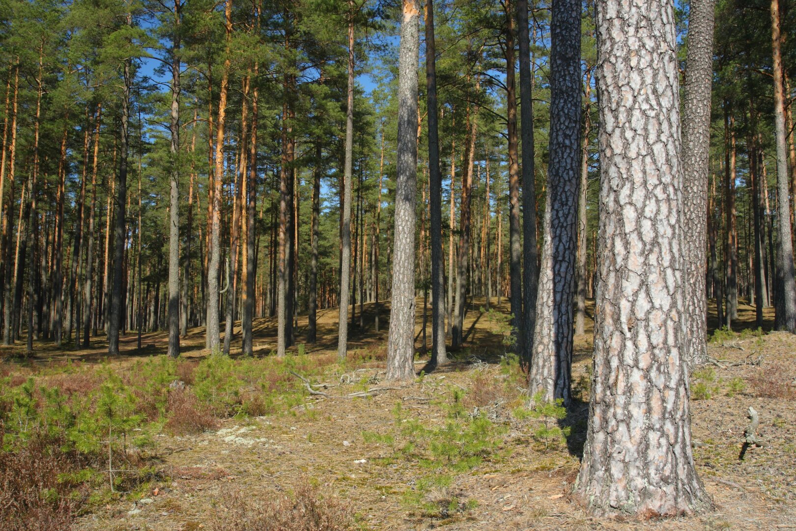 Pine stand