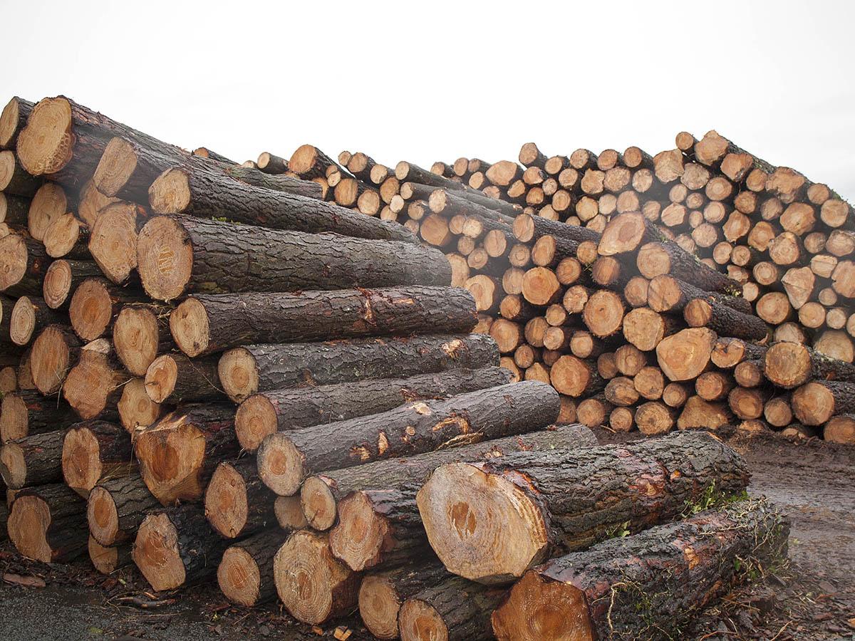 Pine logs