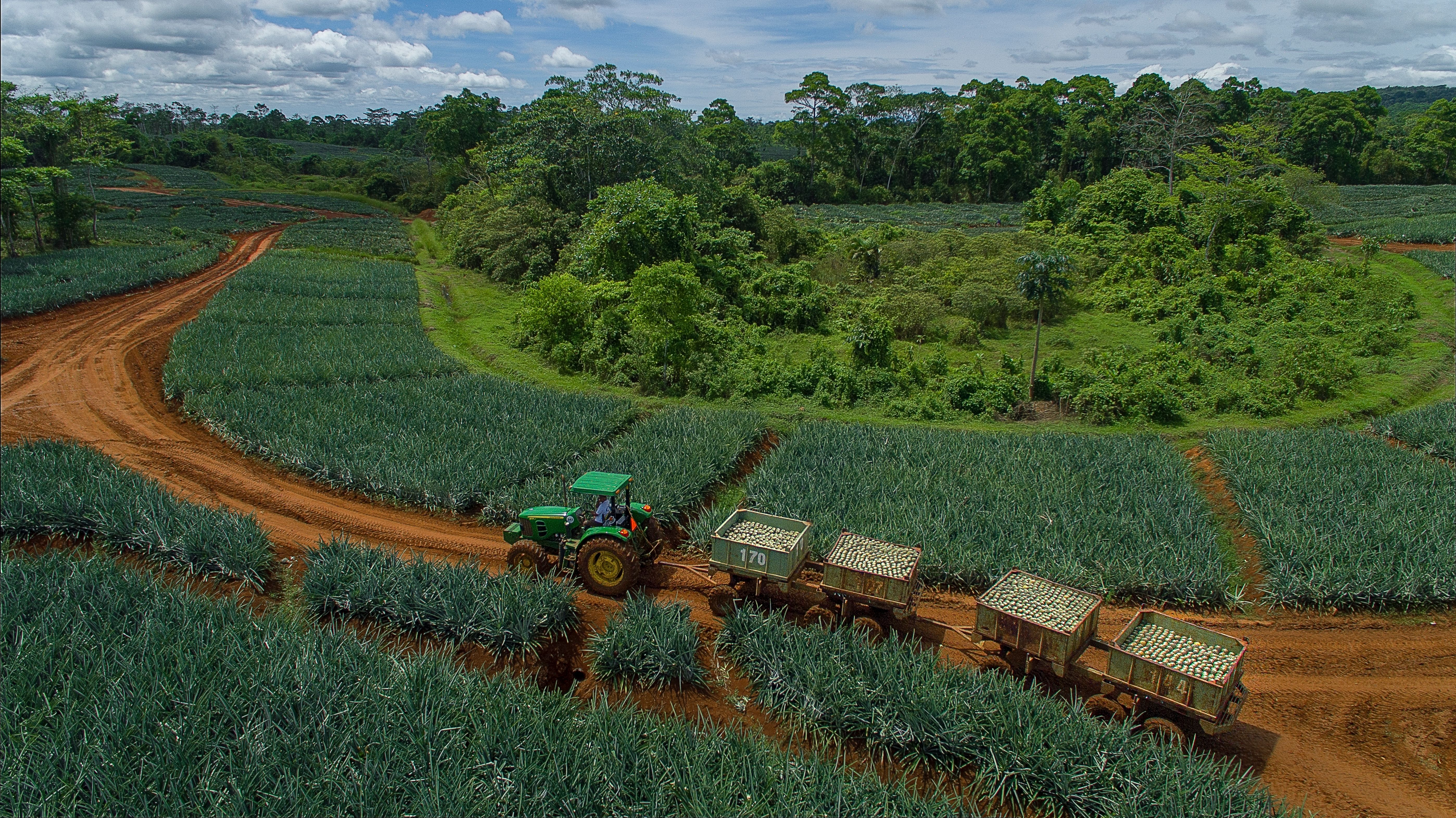 pineapple farm