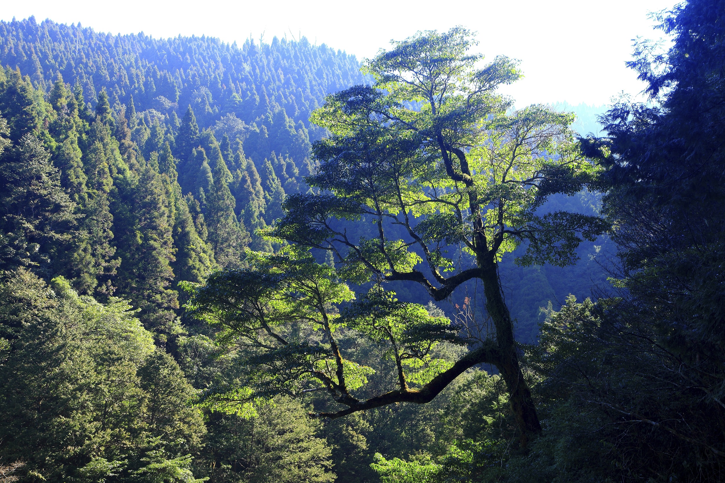 Un bosque estatal de Taiwán recibe la certificación FSC™ de gestión forestal