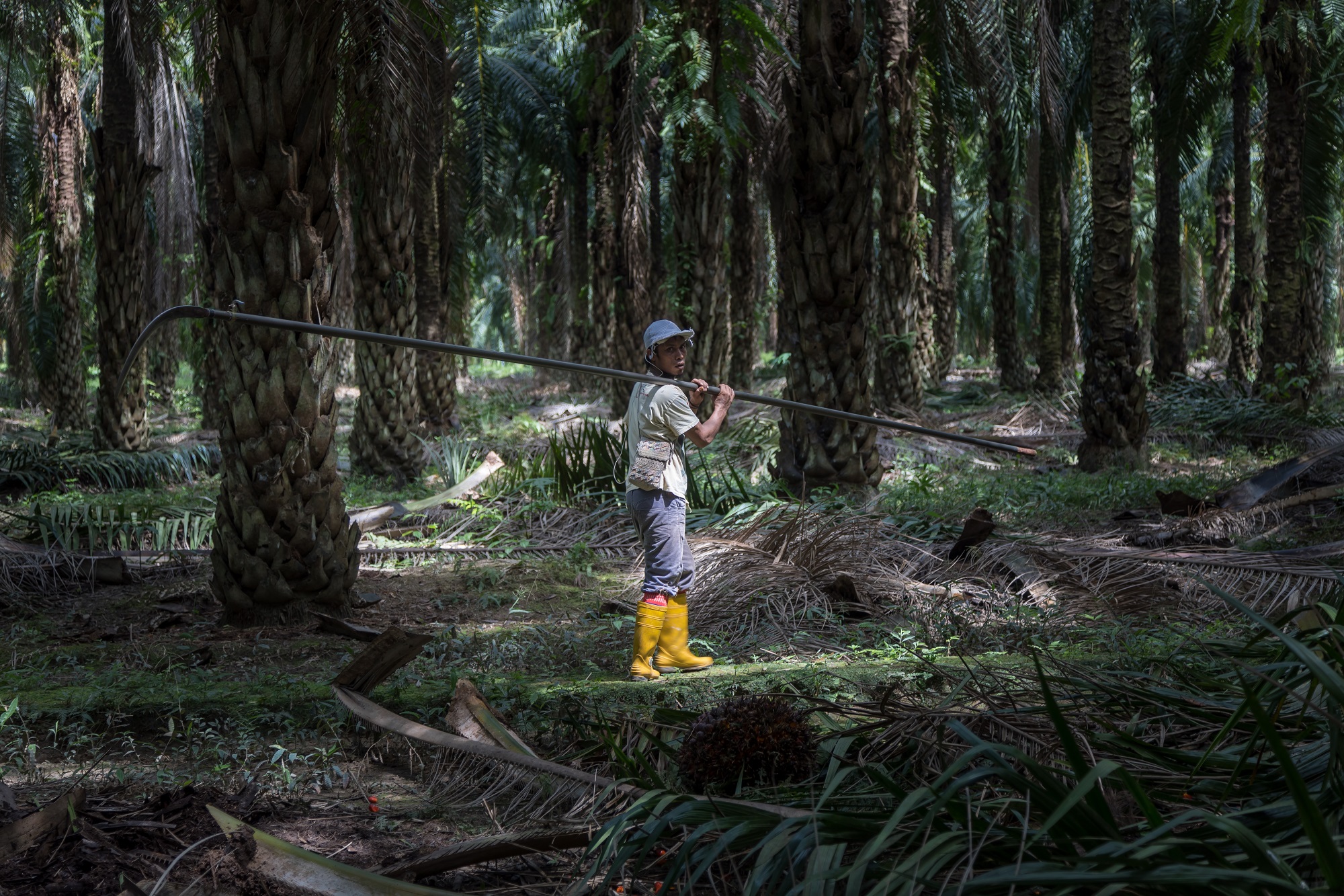 Workers - Palm oil plantation 
