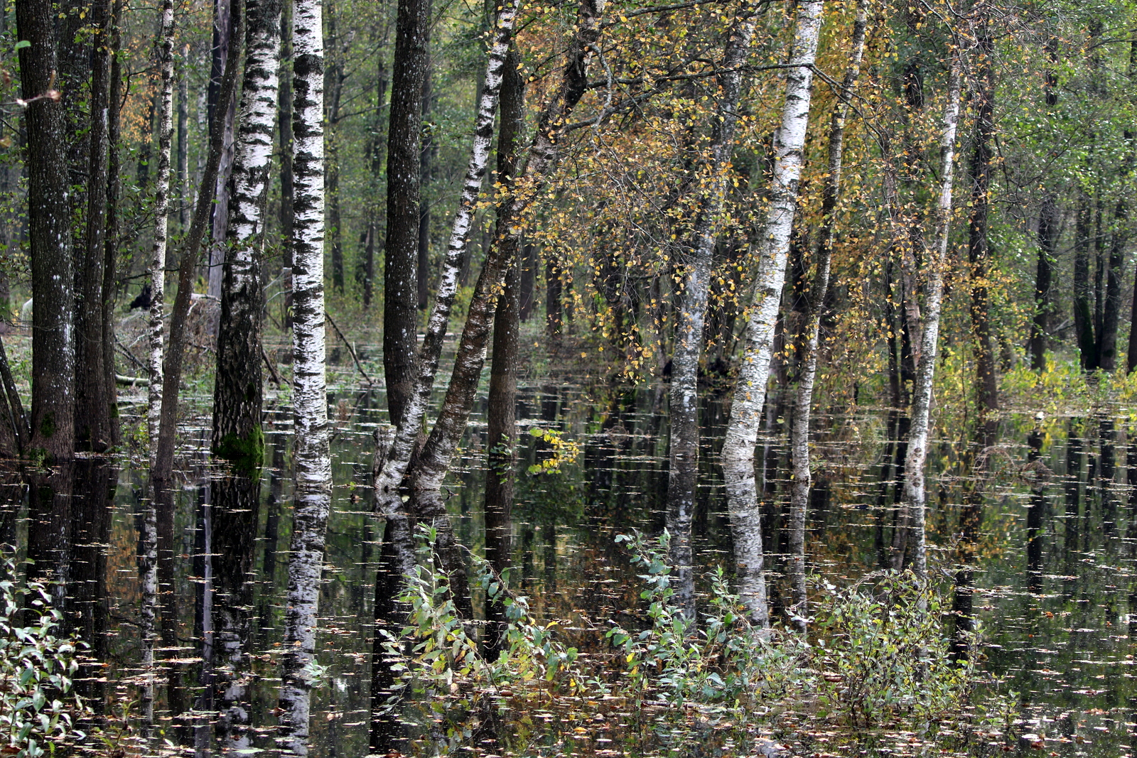 Zalgiriai forest 