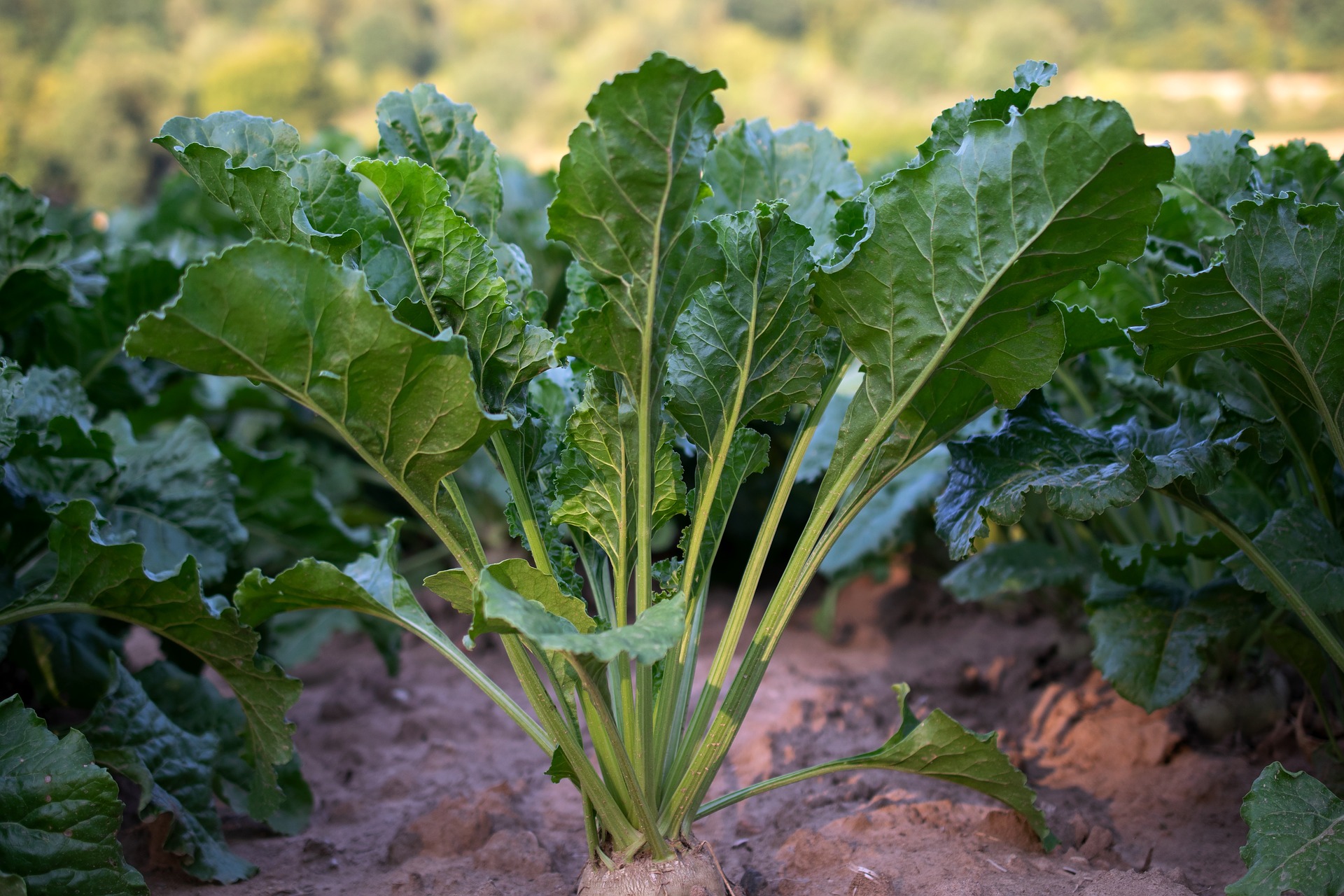 sugar beets