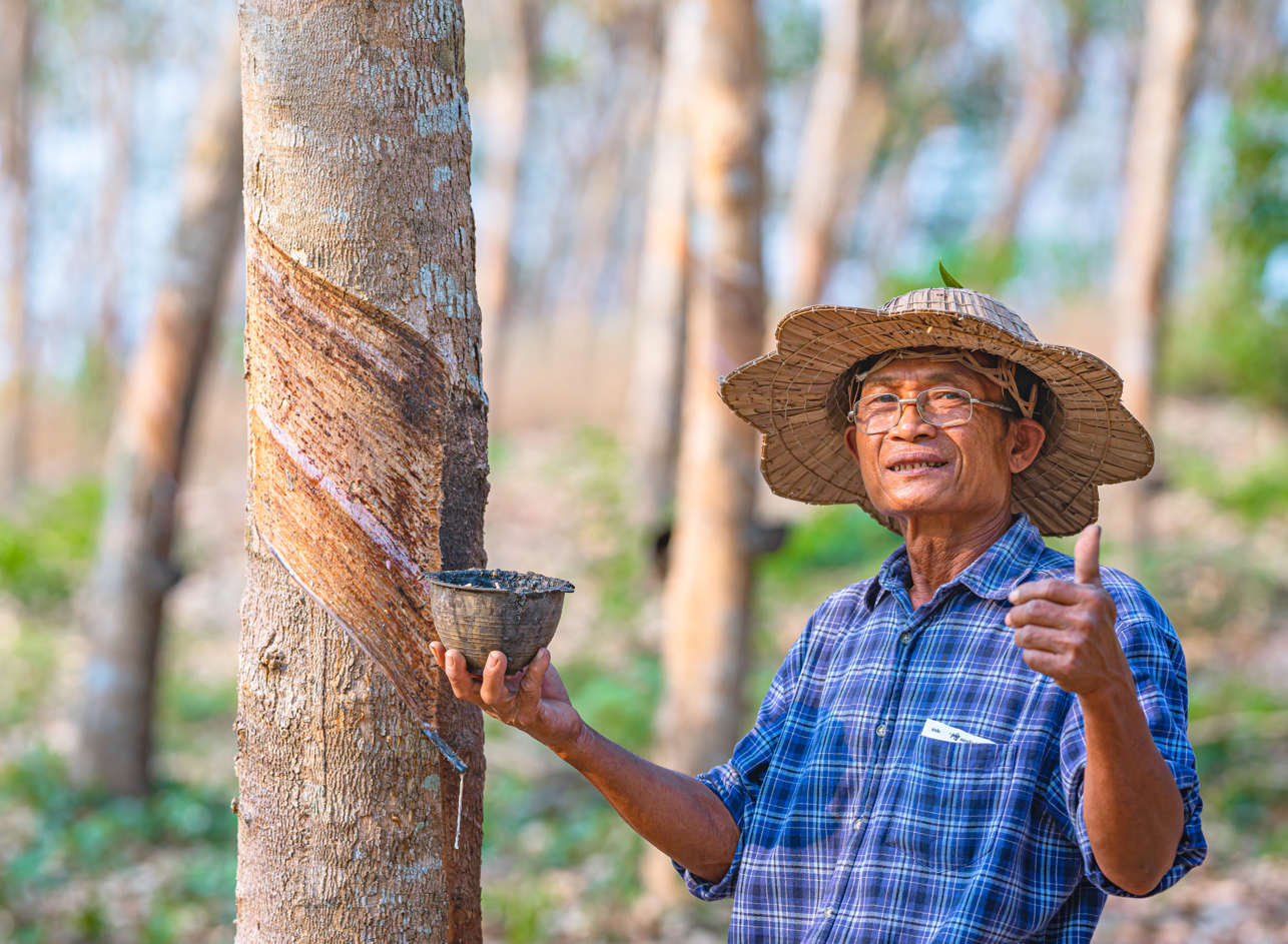 Rubber now included as a forest risk commodity