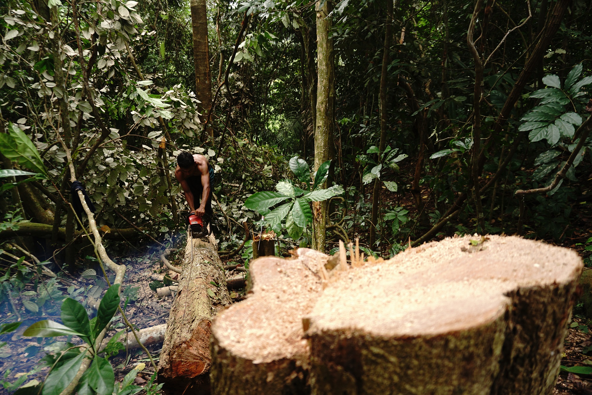 Logging