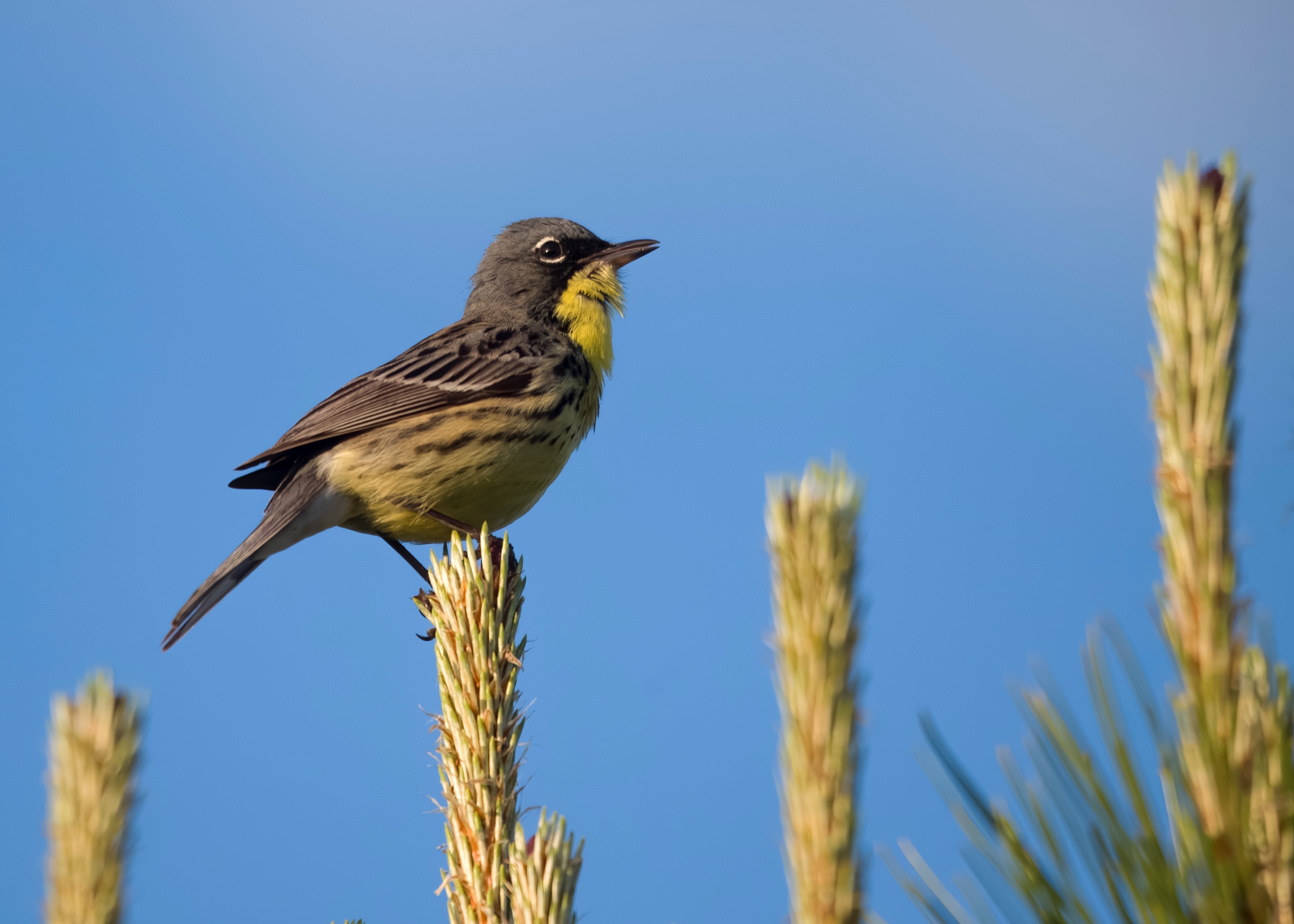 Kirtlands Warbler 