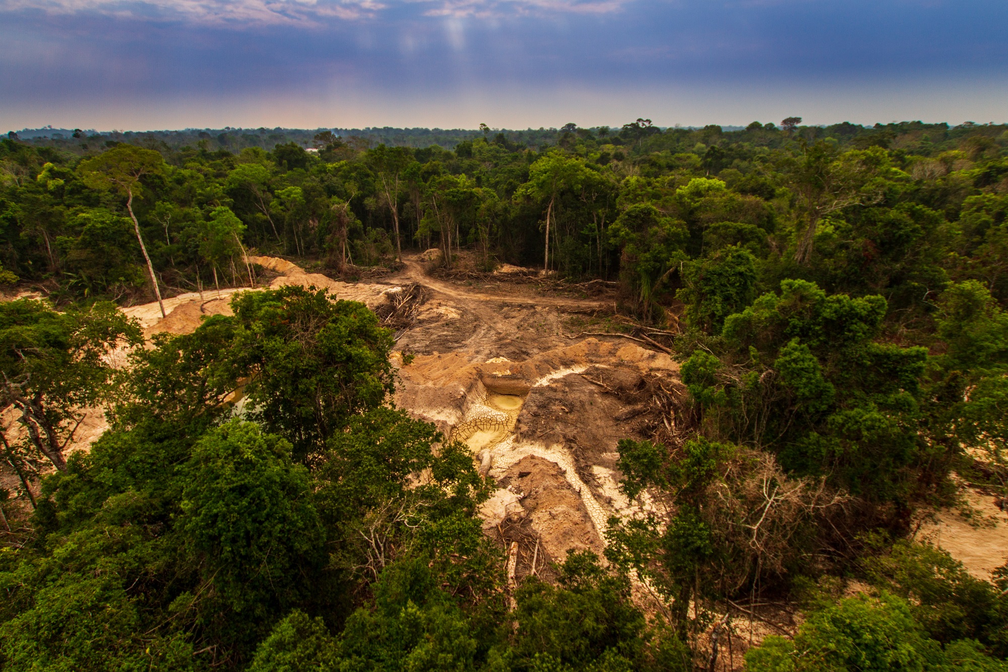 European Parliament approves landmark law to combat the trade of products causing deforestation and forest degradation