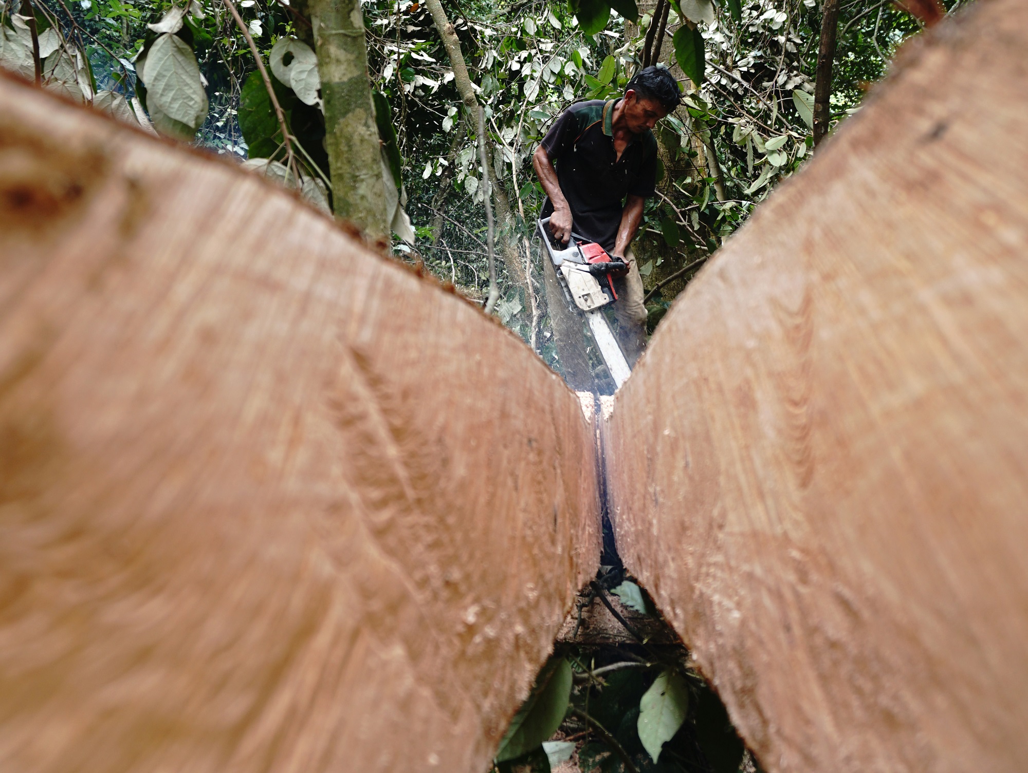 Timber
