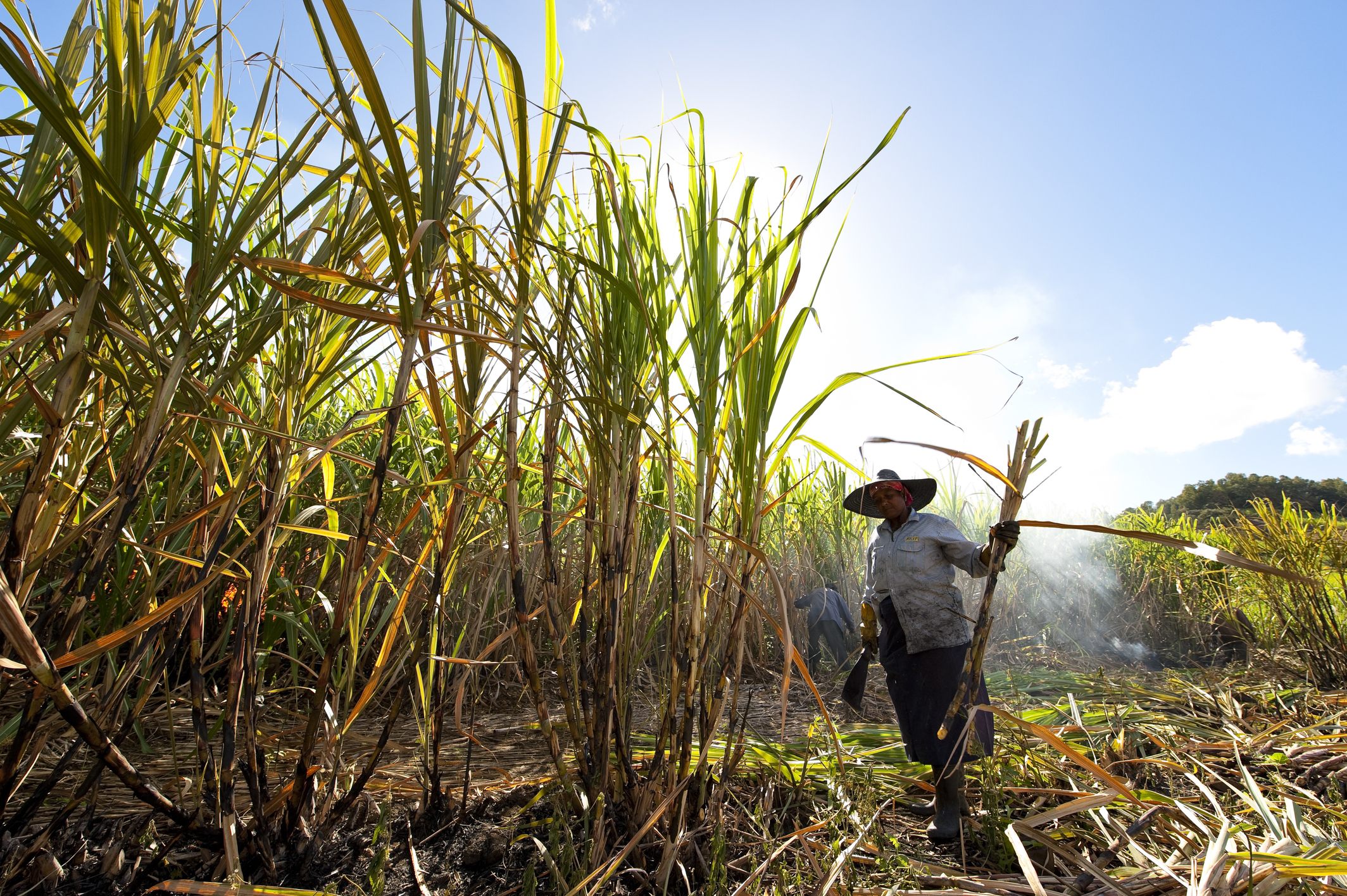 Preferred by Nature becomes a Bonsucro-licensed certification body, Tetra Pak leads the way