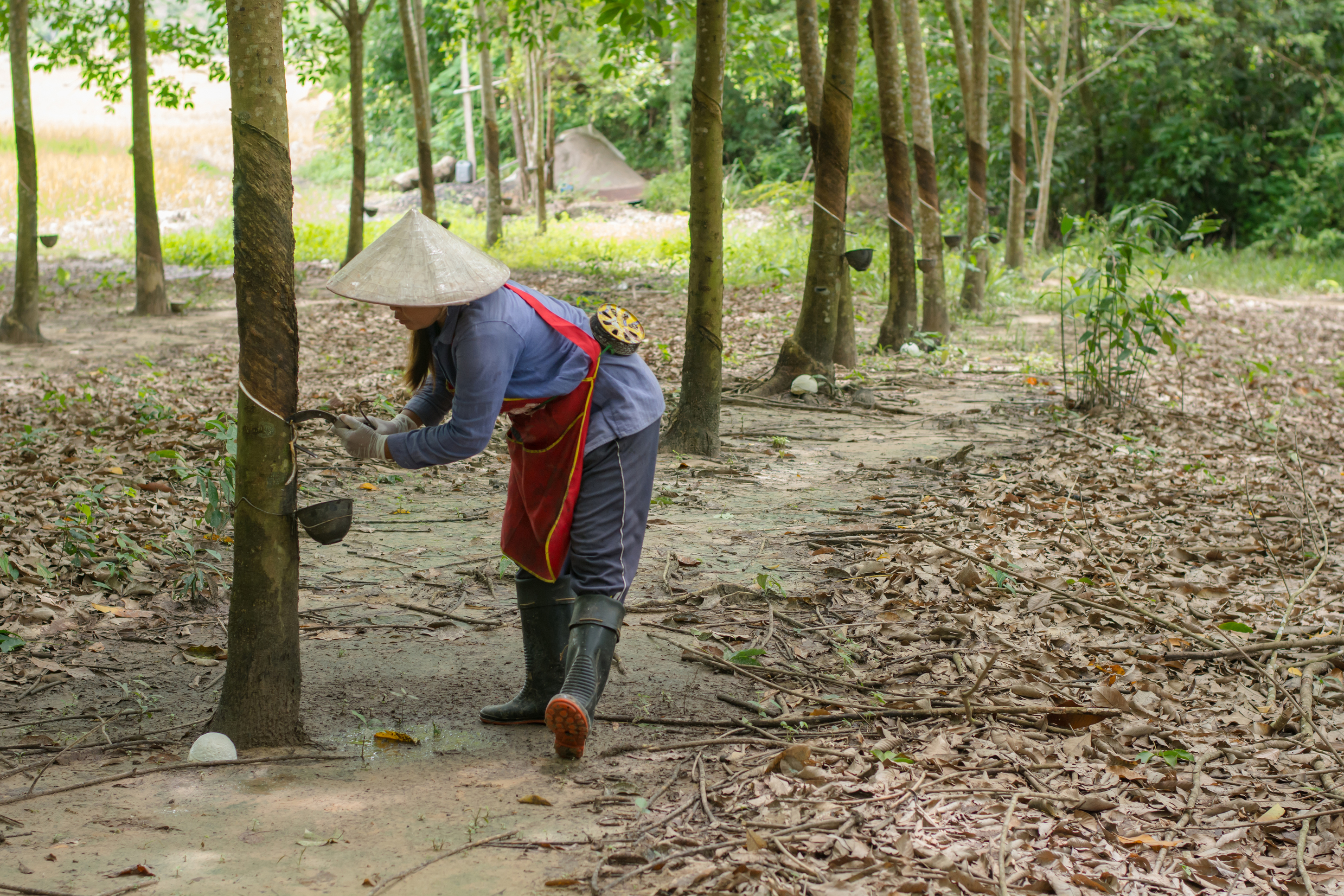 New open-source framework enhances rubber traceability for sustainable supply chains 