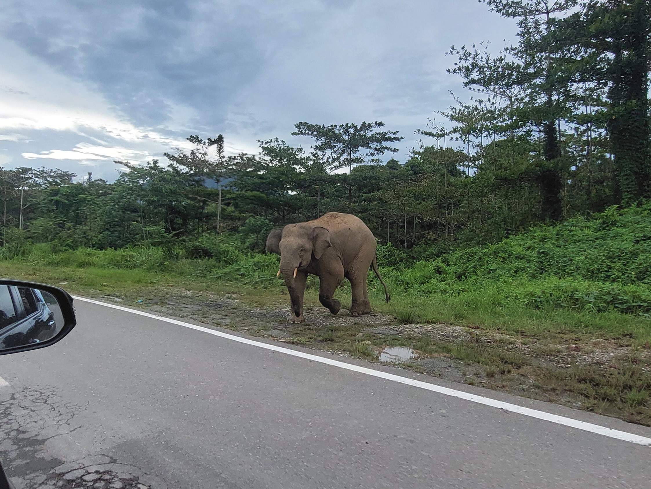 Bornean elephant