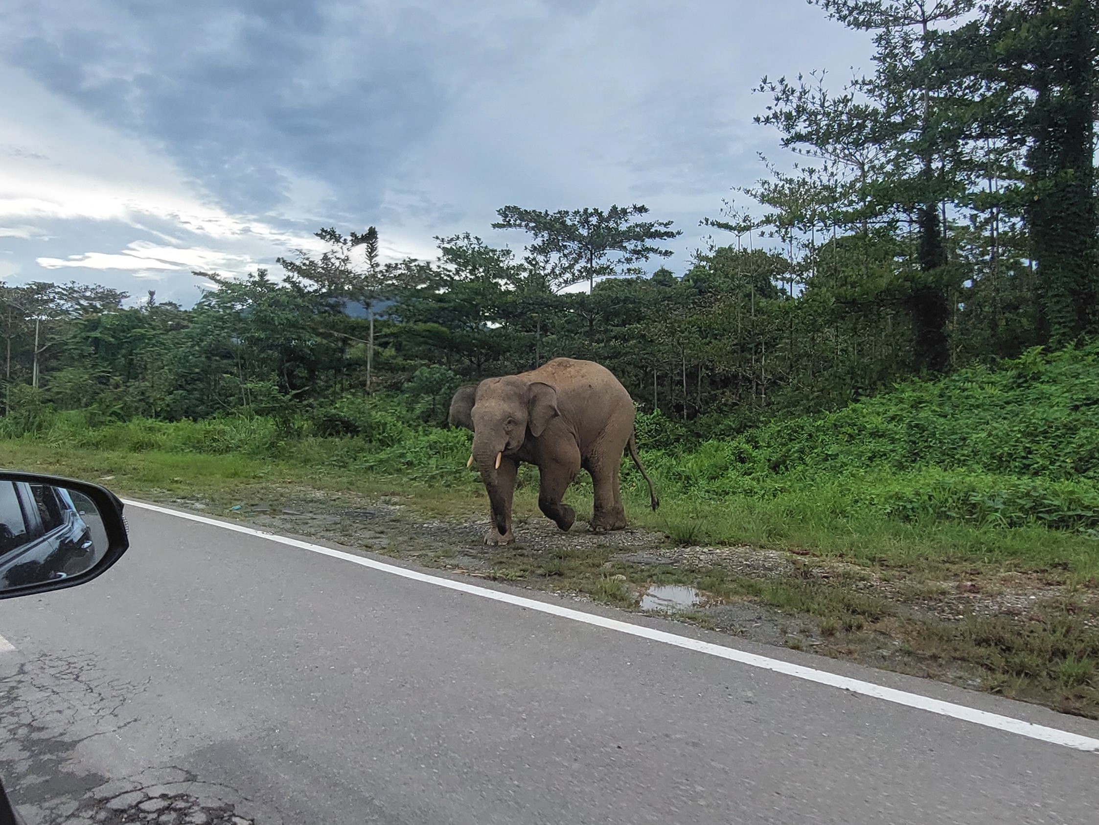 Bornean elephant 