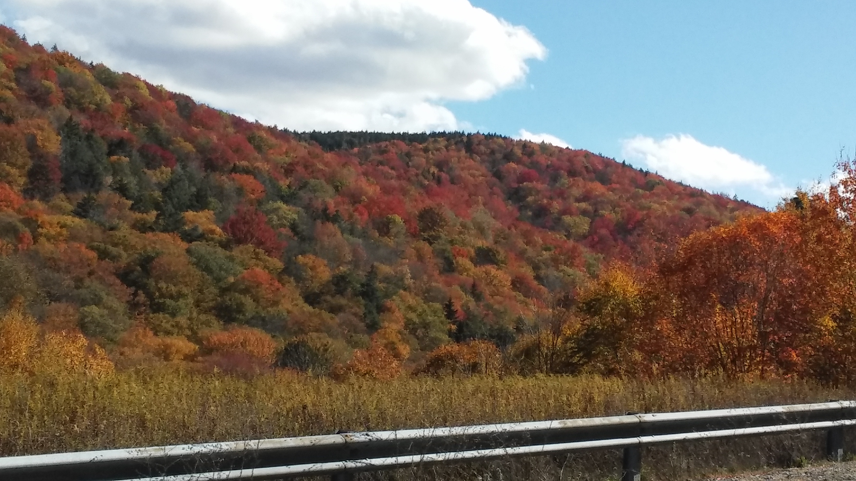 Viet from the scenic highway of the Monongahela National Forest in West Virgina, showing a mix of American wood species in the fall. Photo: Randy Coots
