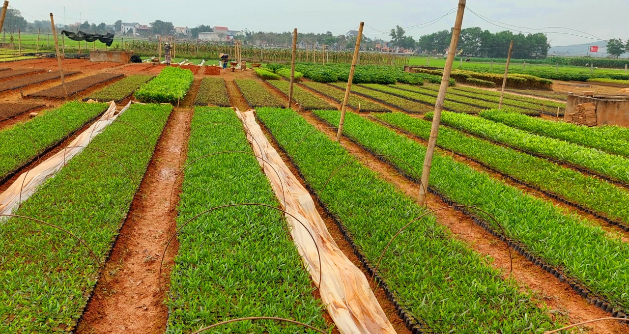 Strengthening forest management practices in Vietnam for improved livelihoods and economic development