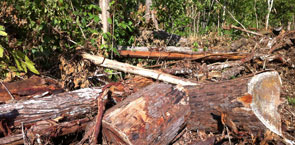 Converting-forest-land-to-industrial-crop-in-Mondul-Kiri-Province.jpg