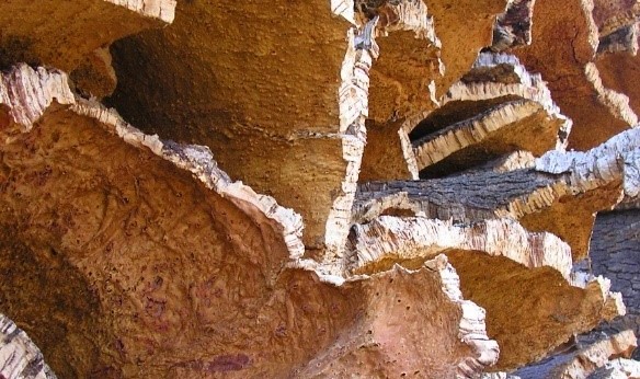 Cork oak